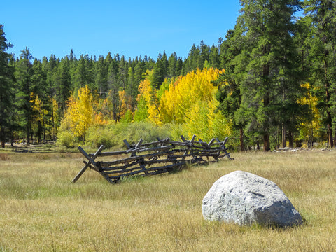 Colorado Fall Aspens