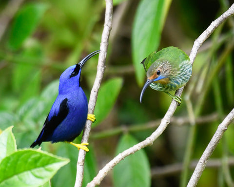 Trinidad and Tobago