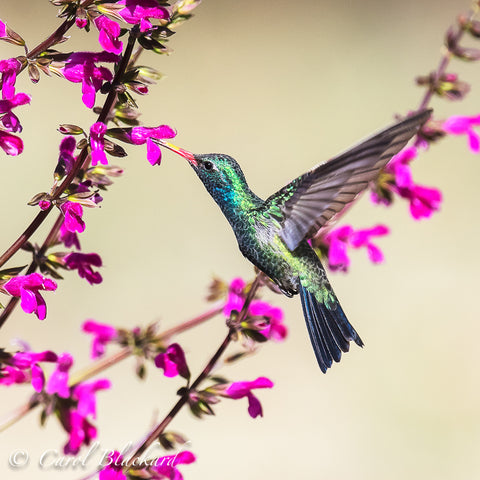Blue and green hummingbird