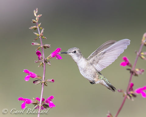 Hummingbird with wings wide at purple flowers