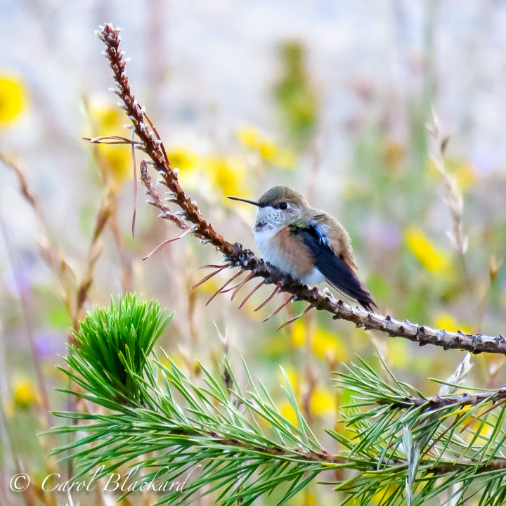 Perched hummingbird with rufous flanks and yellow flowers in the background.