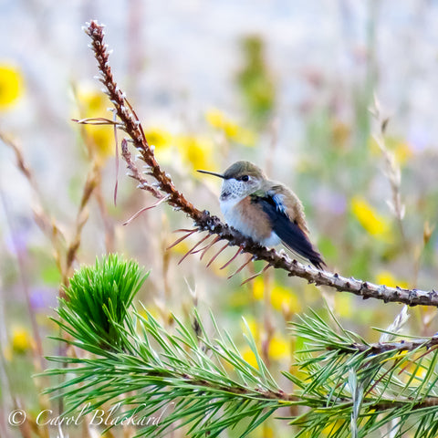 Perched hummingbird with rufous flanks and yellow flowers in the background.