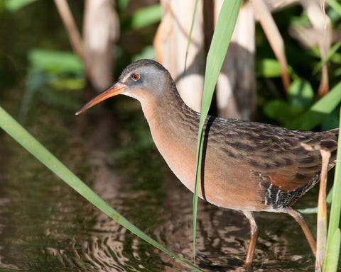 Beautiful wetland bird