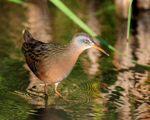 Profile of Virginia Rail