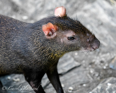 Front half of an agouti close-up