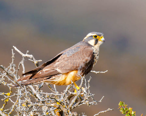 Falcon in sunlight on spiky bush