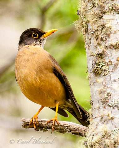 Robin-like thrush on short twig near trunk