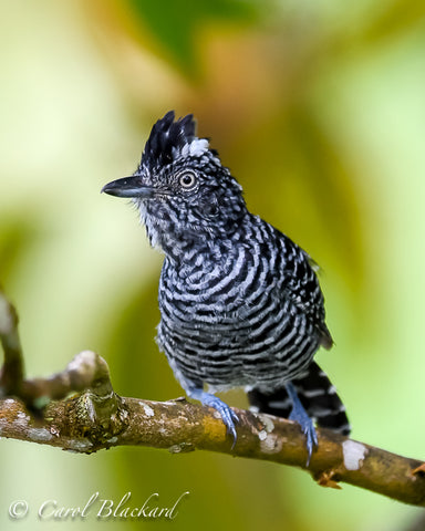 Black and white striped bird with black crest