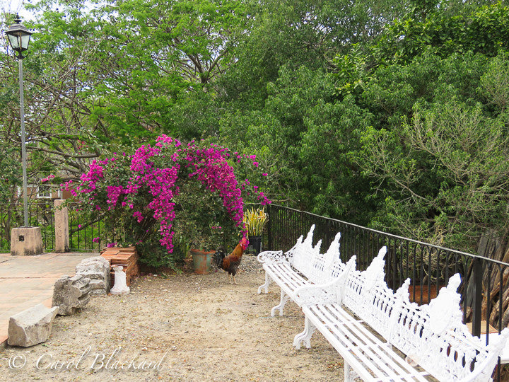 Bucolic church bench and flowers