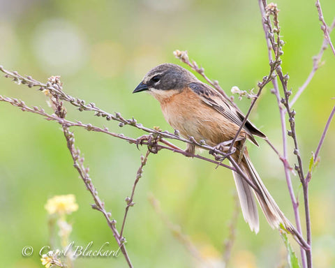 Blue and rufous finch on twig against smooth green