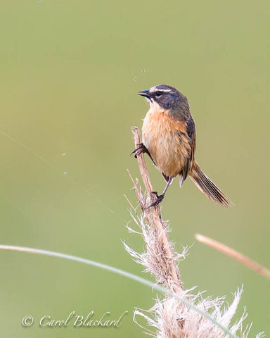 Small blue and white bird on a wispy stalk