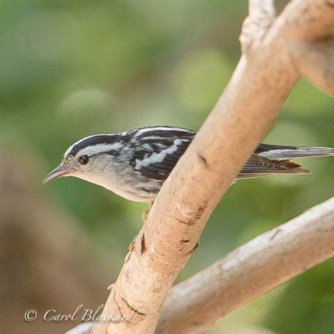 Black and white warber bird on tree branch