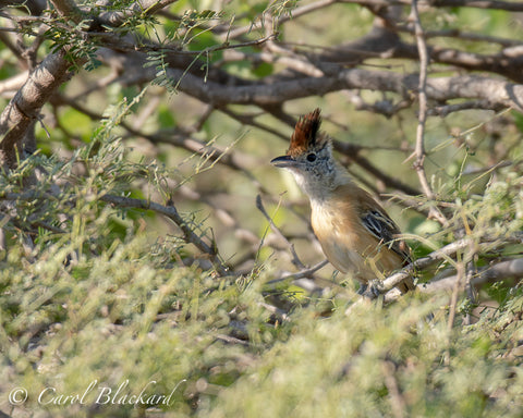 Crested bird sitting tall