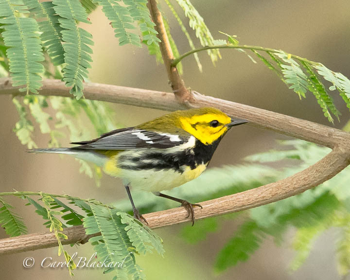 Black-throated green warbler bird in feathery greenery