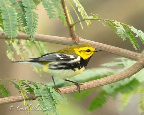 Black-throated green warbler bird in feathery greenery