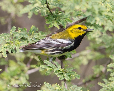 Black-throated green warbler bird in feathery greenery