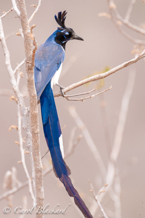 Very long blue tail on magpie-jay with tuft on head