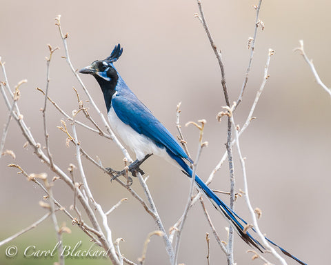 Black throak and tuft on long jay