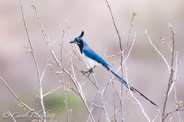 Very long tail on jay with tuft.