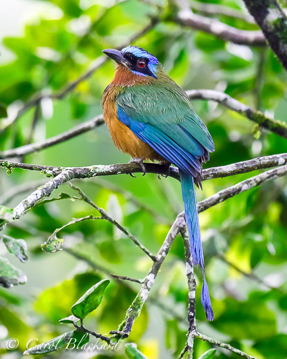 Blue-crowned Motmot