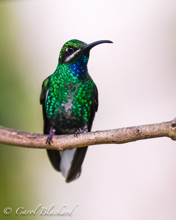 Hummingbird with blue throat