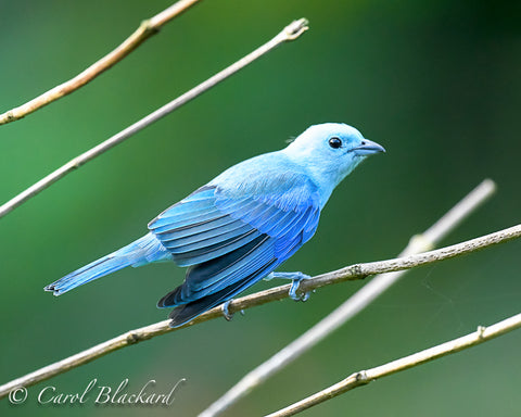 Blue Tanager bird