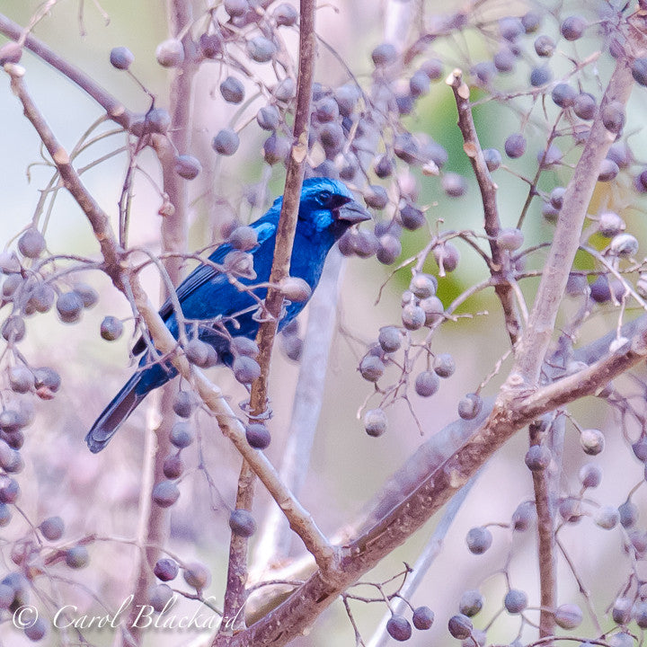 Blue Bunting among lavender berries