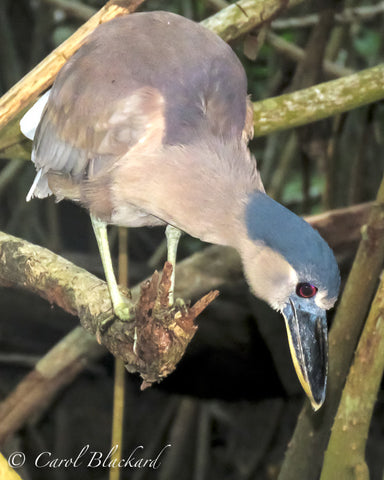 Boat-billed Heron, peering into water with his red eye, Mexico