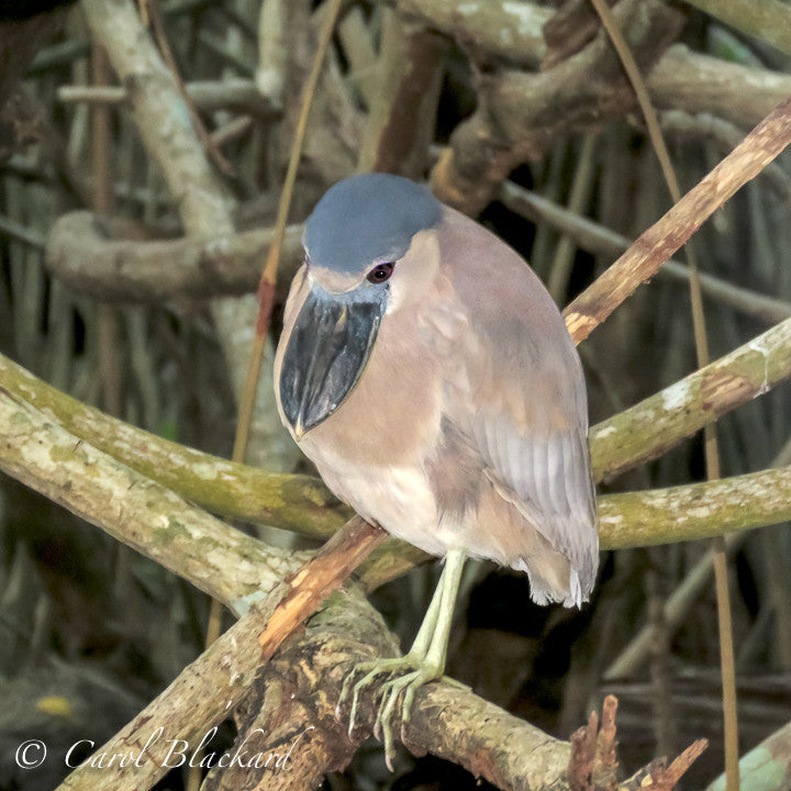 Wide bill on heron fully visible