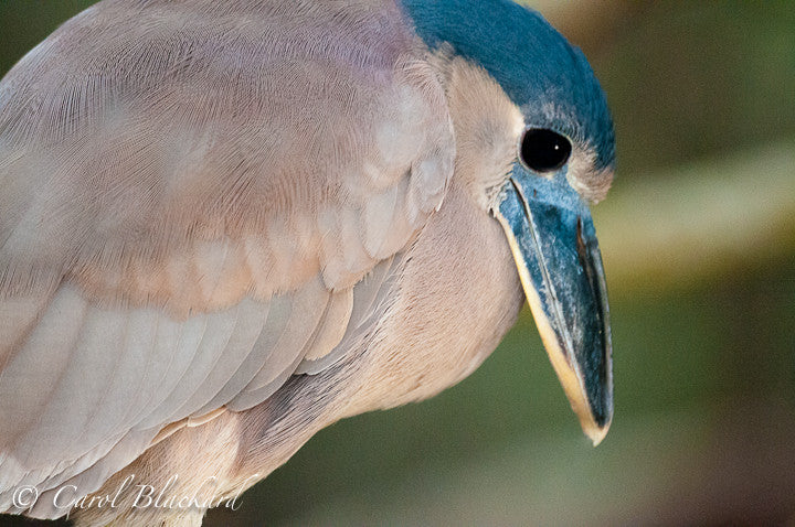 Bluish heron with huge wide bill.