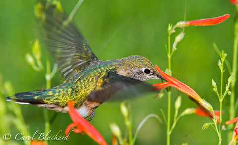 Broad-tailed Hummingbird, beautiful back and eye, at flower, Colorado