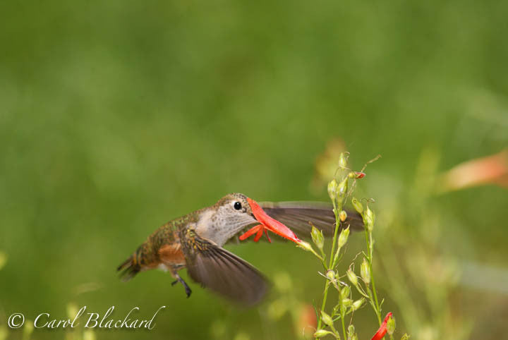 Broad-tailed Hummingbird, bill buried in Mexican Sage, Colorado