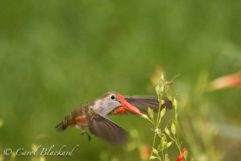 Broad-tailed Hummingbird, bill buried in Mexican Sage, Colorado
