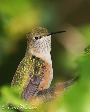 Broad-tailed Hummingbird, pensive perched, Colorado back yard