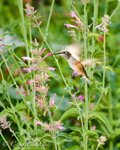 Broad-tailed Hummingbird, hovering at Agastache