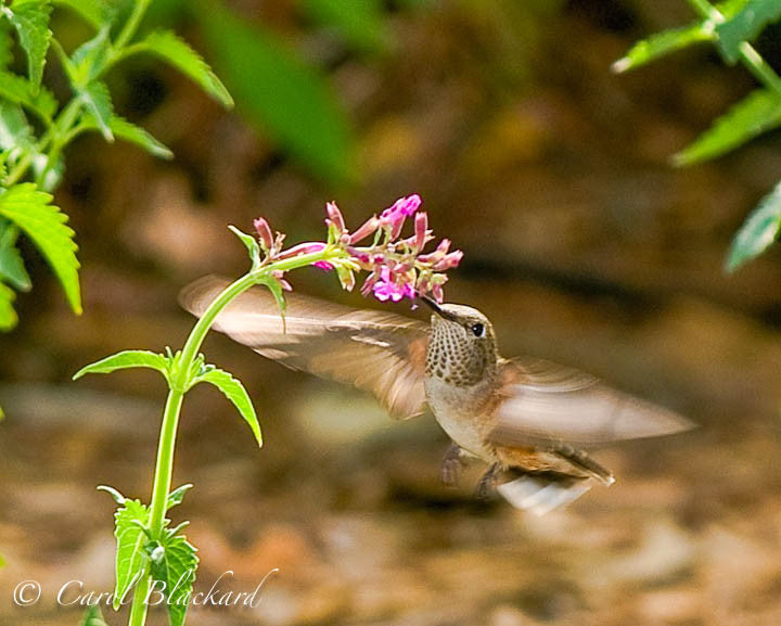 Broad-tailed Hummingbird at Agastache, dots on throat, Colorado
