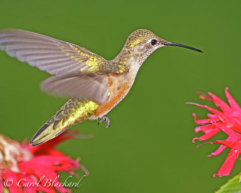 Slender-bodied hummingbird full profile irridescent feathers