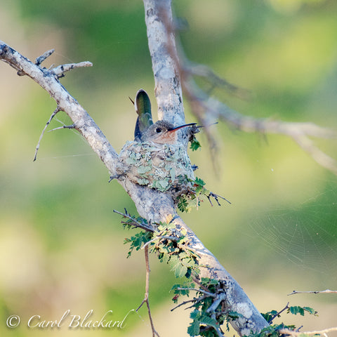 Hummingbird on nest