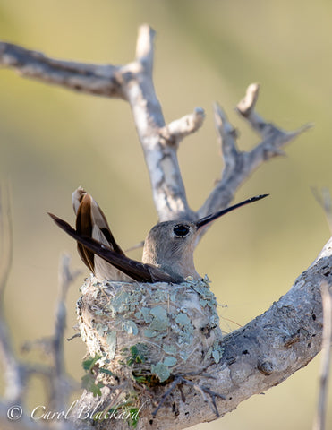 Buffy Hummingbird on nest