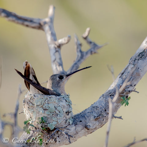 Buffy Humingbird on nest