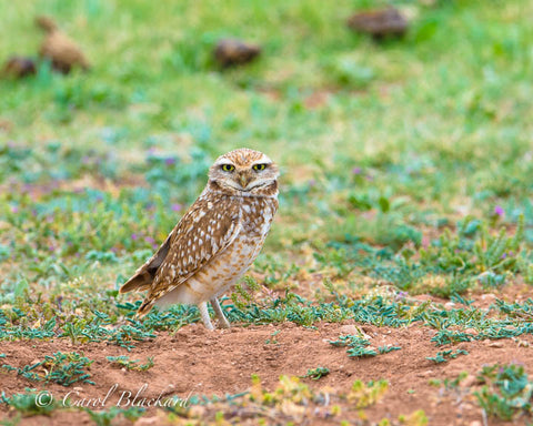 Burrowing Owl w yellow eyes standing on ground