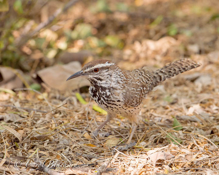 Cactus Wren bird on ground