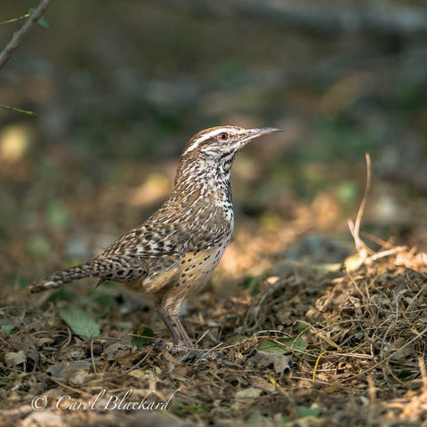 Cactus Wren bird with curved beak and eye in sun