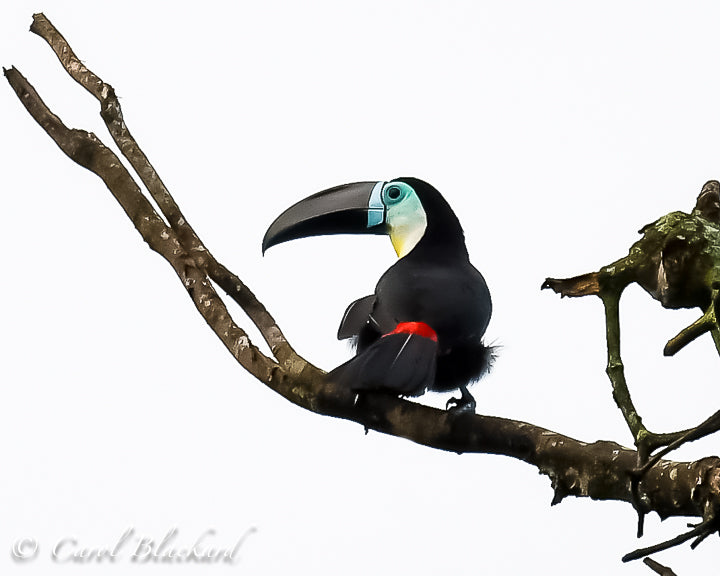Toucan bird