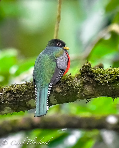 Green and red trogon bird