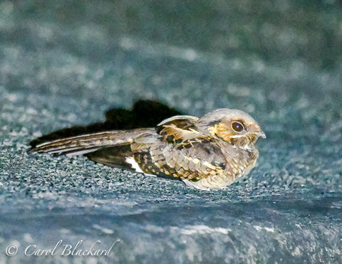 Nightjar bird resting on ground