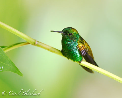 Multi-colored hummingbird