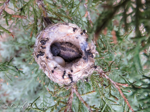 Costa Hummingbird hatchling, Palm Springs, California