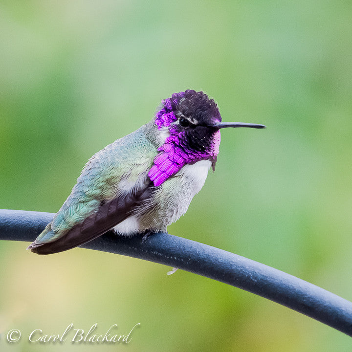 Costa Hummingbird male, best view, California