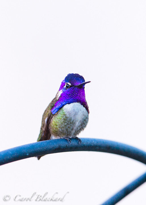 Costa Hummingbird male, perched